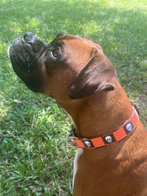 Checkered Skulls Dog Collar