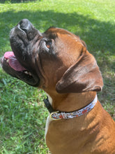 All Things Halloween Dog Collar