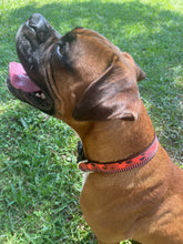 Spider Dog Collar