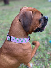 Palm Tree Dog Collar