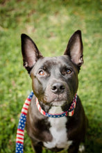 Rugged Flag Dog Collar