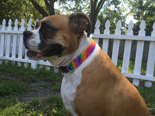 Tie Dye Dog Collar