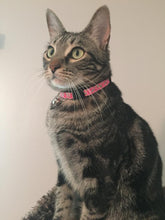 Hot Pink Floral Cat Collars