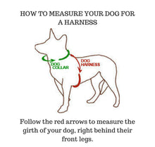 Christmas Dog Bones Collar