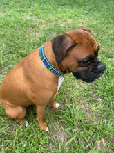 Green and Blue Plaid Dog Collar