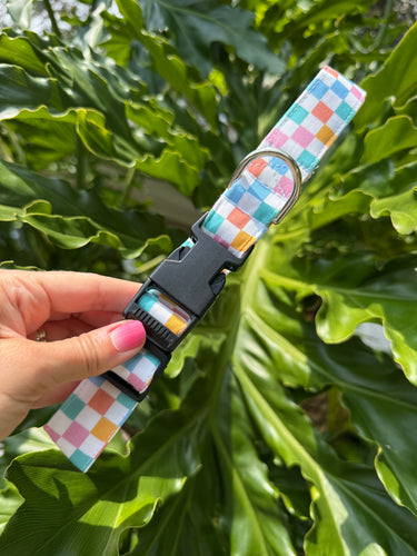 Confetti Check Dog Collar