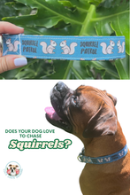 Squirrel Patrol Dog Collar