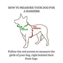 Everyday Dog Harnesses (Choose your Design)