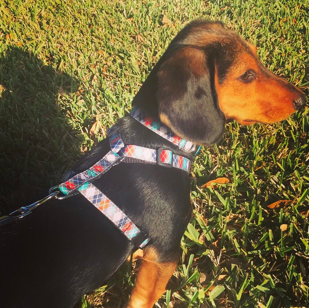 Dog Seat Belts – Lucy Lou's Designs