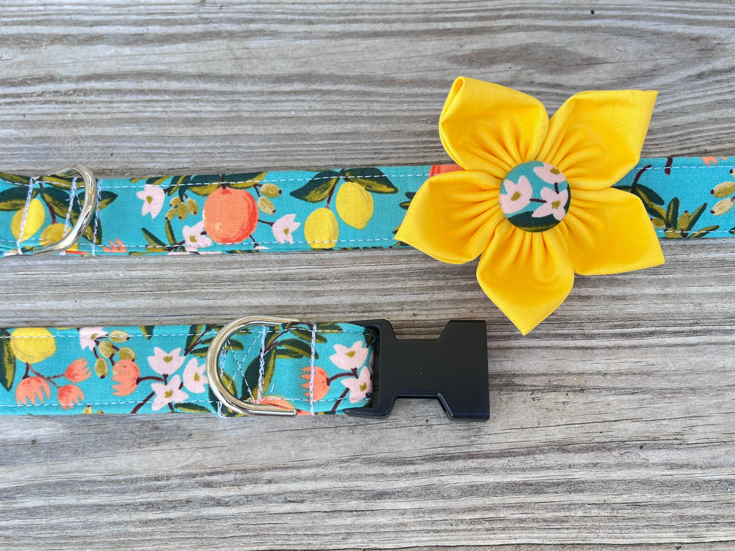 Citrus sales dog collar