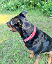 Wiggle Butt Dog Collar