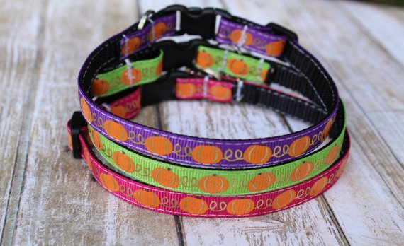 Pumpkin sales cat collar